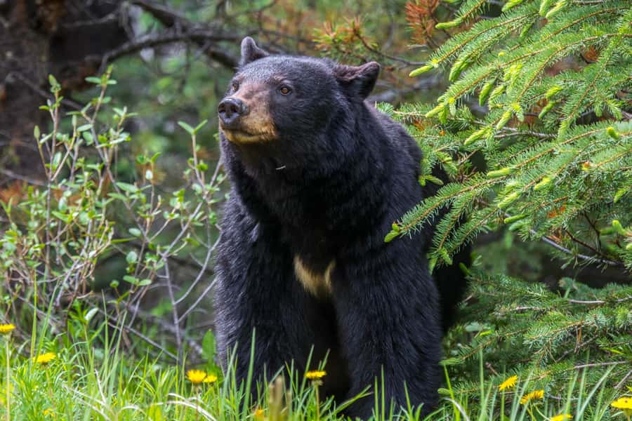 Jasper: Wildlife and Waterfalls Tour with Maligne Cruise - Why Maligne Valley works so well as a day trip