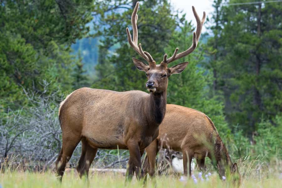 Jasper: Wildlife and Waterfalls Tour with Maligne Cruise - Maligne Canyon and the changing waterfall stop