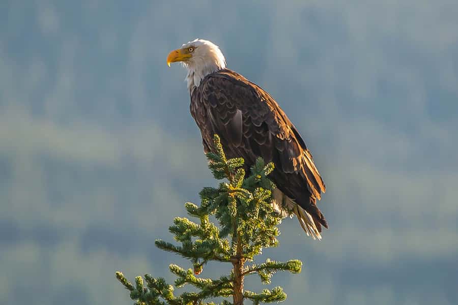 Jasper: Wildlife and Waterfalls Tour with Maligne Cruise - The Maligne Lake cruise to Spirit Island