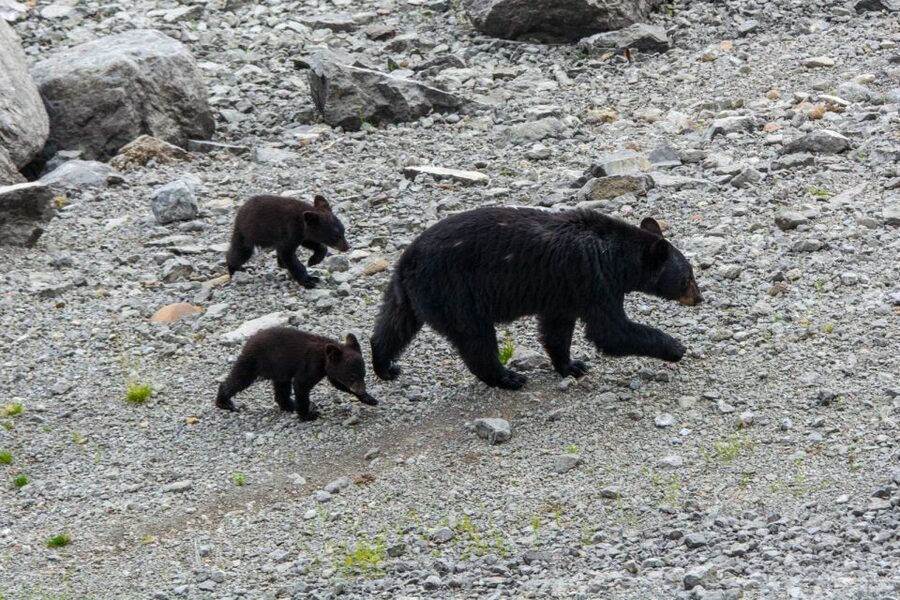 Jasper: Wildlife and Waterfalls Tour with Maligne Cruise - The wildfire story and what you will see now