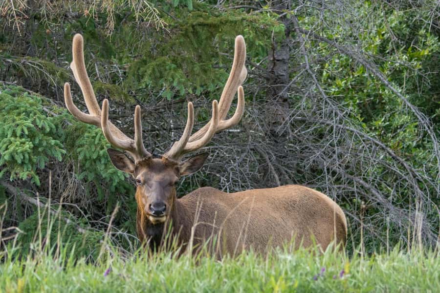 Jasper: Wildlife and Waterfalls Tour with Maligne Cruise - What to pack and how the day feels