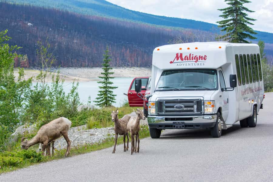 Jasper: Wildlife and Waterfalls Tour with Maligne Cruise - Starting the drive from Jasper