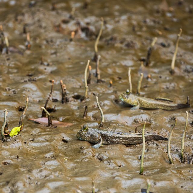 Khao Lak: Little Amazon Canoe Ride & Tam Nang Waterfall Tour - Walking 800 meters to Tam Nang Waterfall