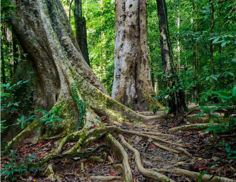 Khao Sok: Private Waterfalls and Wildlife Half-Day Trek - Practical details that make the day easier