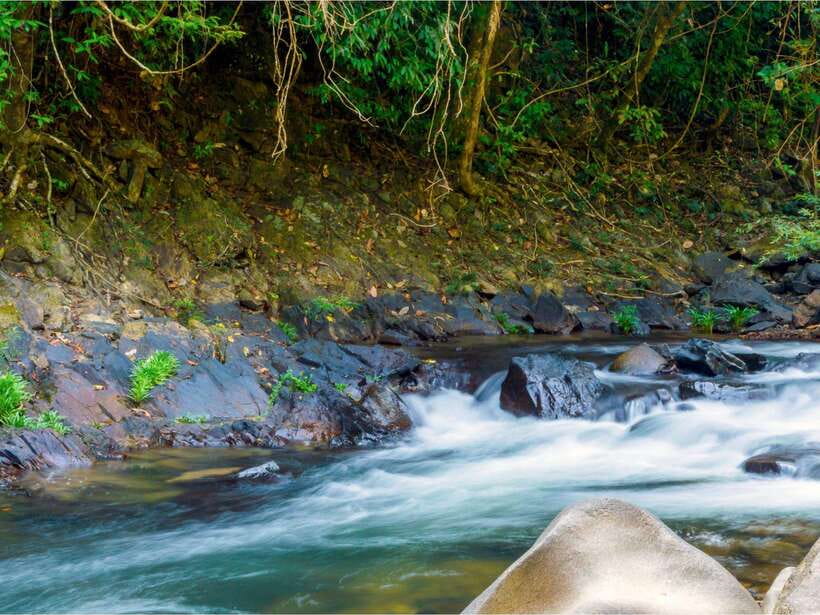 Khao Sok: Private Waterfalls and Wildlife Half-Day Trek - What you might see among the trees