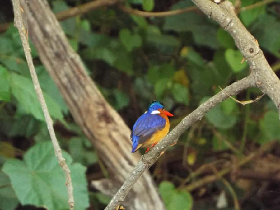 Kilimanjaro: Village Walk, Coffee Tour, Waterfall, and Lunch - Materuni village, where Kilimanjaro feels close