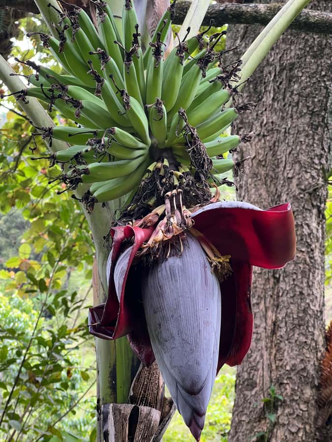 Kilimanjaro: Village Walk, Coffee Tour, Waterfall, and Lunch - A Chagga lunch with local produce