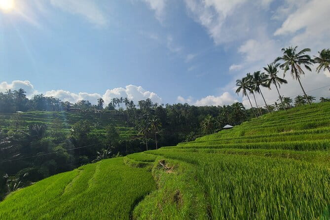 Lemukih Hidden Trekking Waterslide Sekumpul and Fiji Waterfall - Lunch and coconut water keep the day practical