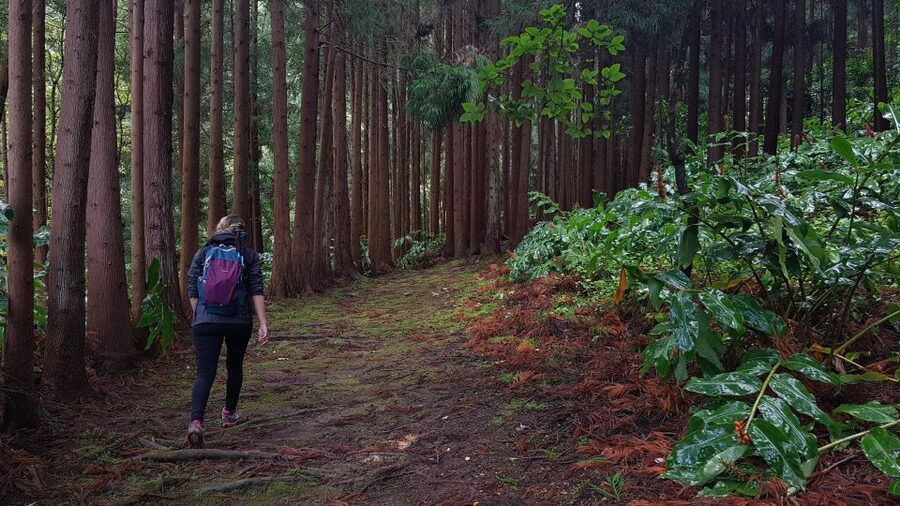 Lomba de São Pedro: Waterfall Hiking Tour with Tea Tasting - Key points at a glance