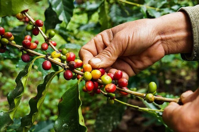 Maasai village visit, Materuni waterfalls & coffee experience - Is $154 a fair price?
