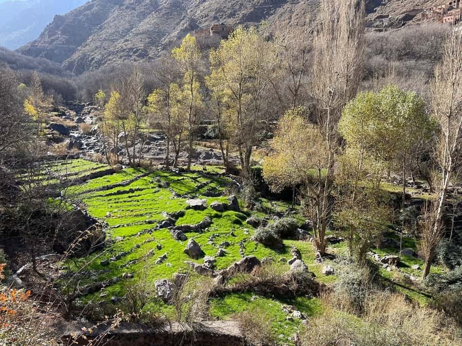 Marrakech: Atlas Mountains, Camel Ride, Waterfalls, & Lunch - Lunch in a Berber home