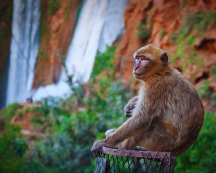 Marrakech: Day Tour to Ouzoud Waterfalls with Boat Trip - Is $17 good value?