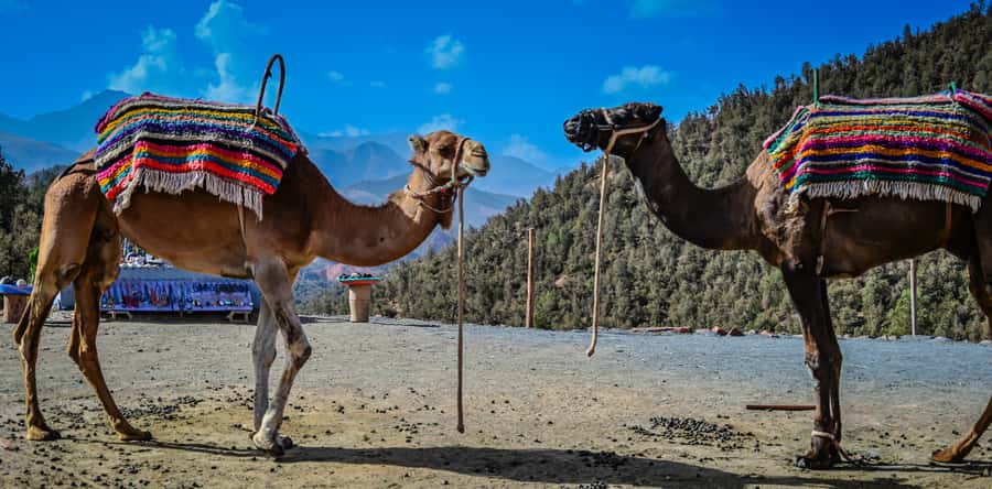Marrakesh: Ourika Waterfalls, Atlas Mountains, Guide + Lunch - Who should book this Ourika excursion?