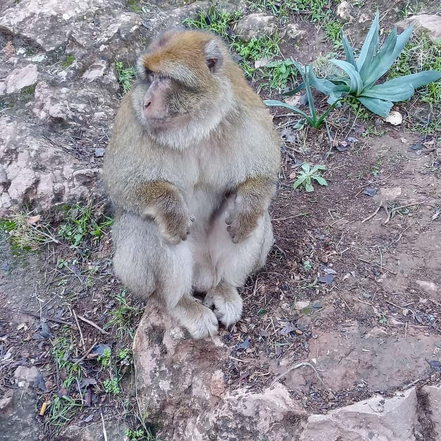 Marrakesh: Ouzoud Waterfalls Trip with Hike & Boat Option - Monkeys, peanuts, and a useful word of caution