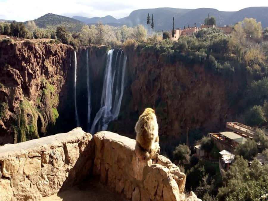 Marrakesh: Ouzoud Waterfalls Trip with Hike & Boat Option - Group size, comfort, and the return to Marrakech