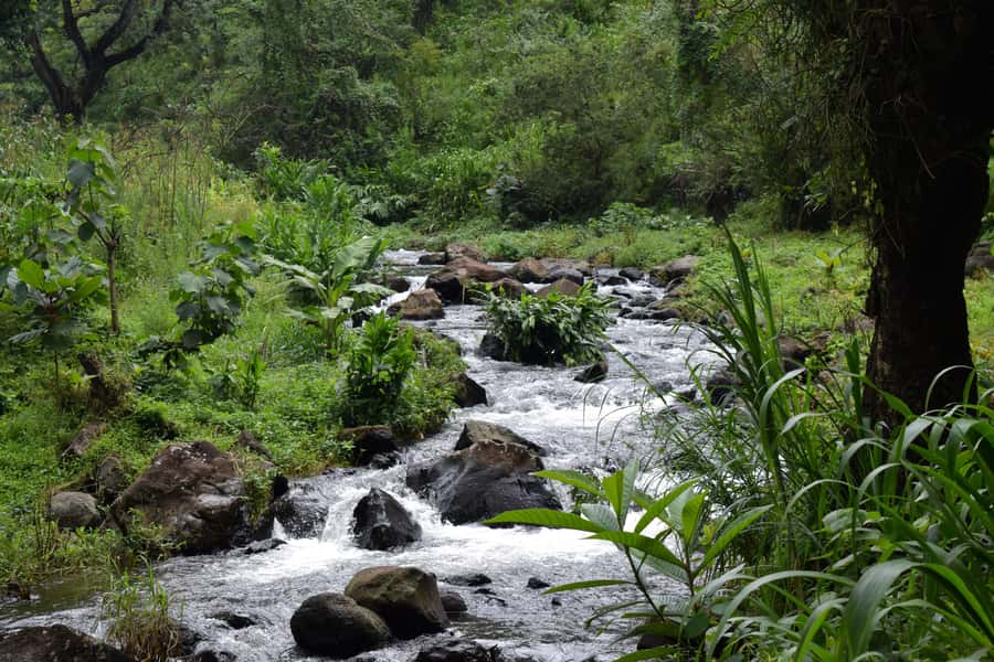 Materuni Waterfalls, Chemka Hot Springs, &/Or Coffee Tour - Who will enjoy this tour most