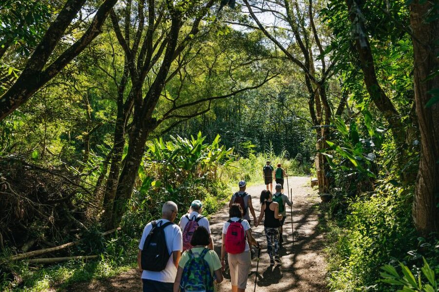 Maui: Rainforest Waterfalls Guided Hike with Picnic Lunch - How difficult is the rainforest hike?