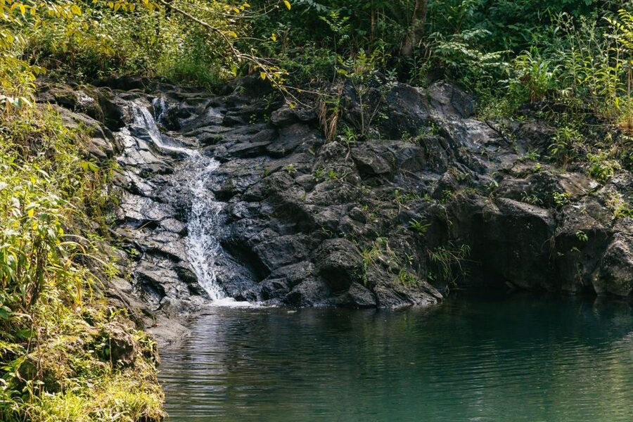 Maui: Rainforest Waterfalls Guided Hike with Picnic Lunch - Is the $187 price good value?