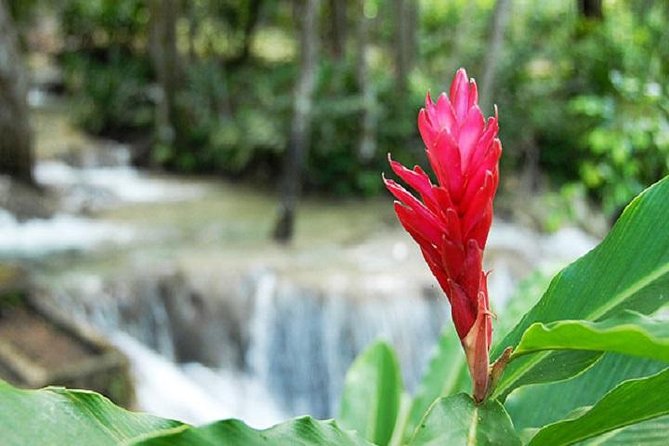 Montego Bay to Dunn's River Falls Half-Day Trip - What the $75 price really covers
