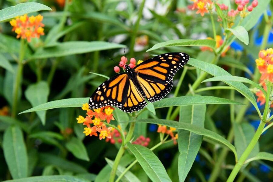 Niagara Falls, Canada: Butterfly Conservatory Admission - Seeing 45 tropical butterfly species