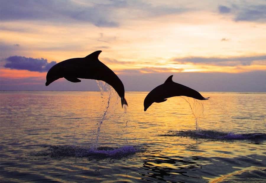 North Bali: Dolphin, Ulun Danu Temple, & Banyumala Waterfall - Snorkeling adds more than a backup plan