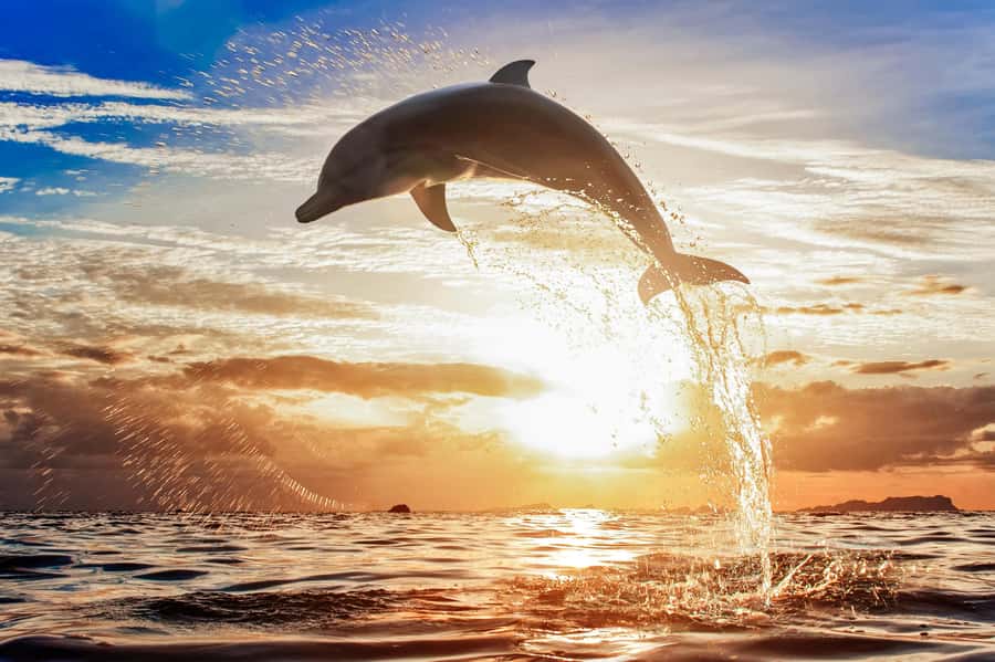North Bali: Sunrise Tour with Dolphins, Waterfalls & Temples - What the long car ride means for your day