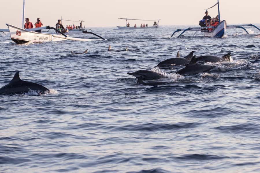 North Bali: Sunrise Tour with Dolphins, Waterfalls & Temples - Who should book this North Bali tour?