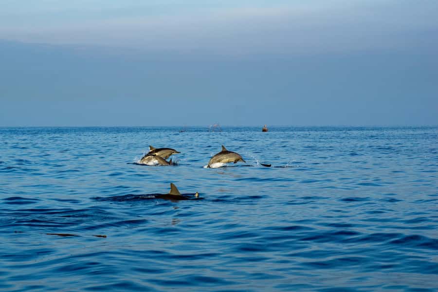 North Bali: Sunrise Tour with Dolphins, Waterfalls & Temples - Gitgit Waterfall brings a change of pace