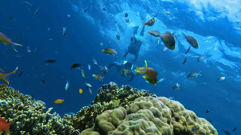 Oslob: Whaleshark Swimming, Inambakan Falls & Moalboal Tour - Why this South Cebu route works