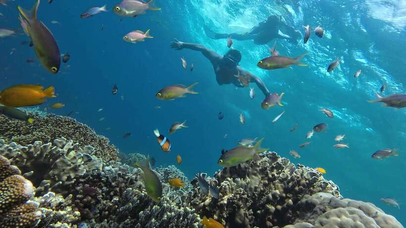 Oslob: Whaleshark Swimming, Inambakan Falls & Moalboal Tour - What the private format really changes