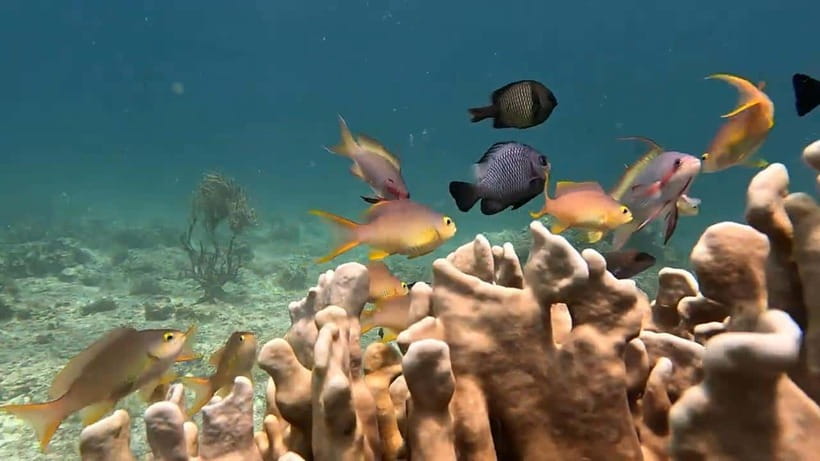 Oslob: Whaleshark Swimming, Inambakan Falls & Moalboal Tour - The 3:00 AM departure from Cebu