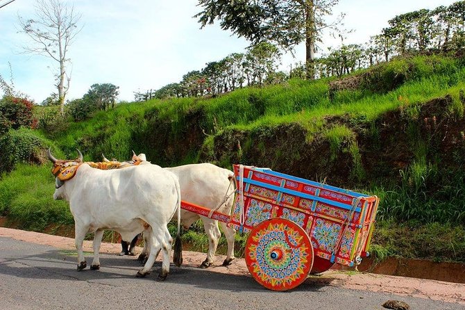 Poas Volcano + Coffee Plantations & La Paz Waterfall Gardens Trip from San Jose - What the guides add to the day