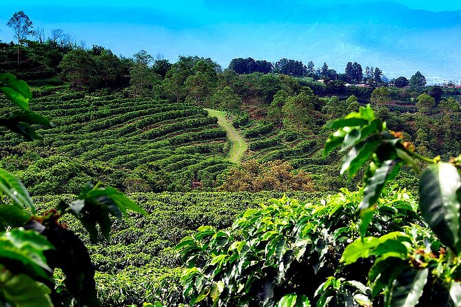 Poas Volcano + Coffee Plantations & La Paz Waterfall Gardens Trip from San Jose - Reaching the cool air of Poas Volcano