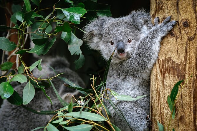 Private Blue Mountains Tour | Waterfalls, Koalas & Views - Lincoln’s Rock starts the mountain day with a wide view