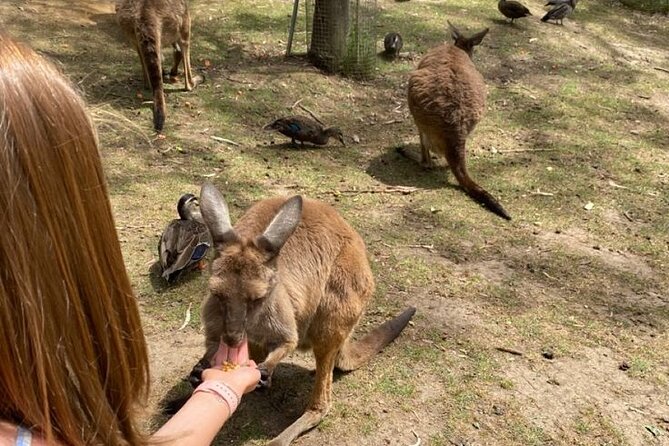 Private Blue Mountains Tour | Waterfalls, Koalas & Views - Scenic World lets you choose rides or more mountain time