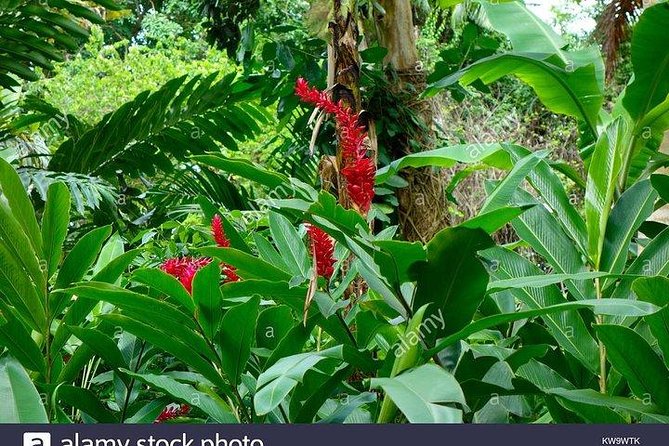 Private Combo Tour From Ocho Rios To Blue Hole & Konoko Falls - What makes Konoko Falls worth your time