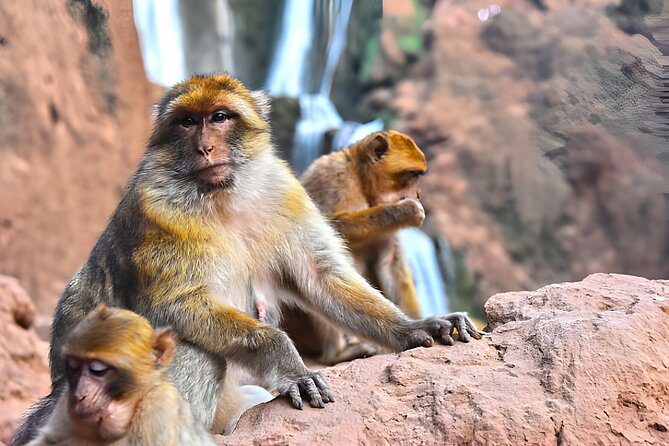 Private Full Day Tour Ouzoud Waterfalls from Marrakech - Key details before you book