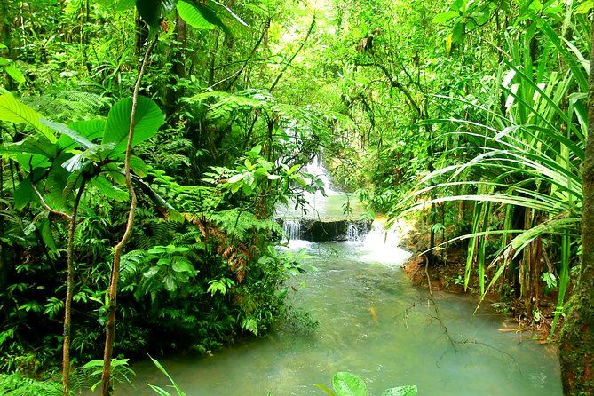 Private Suva Nature and Waterfall Tour - Private tour, small group, or solo booking?