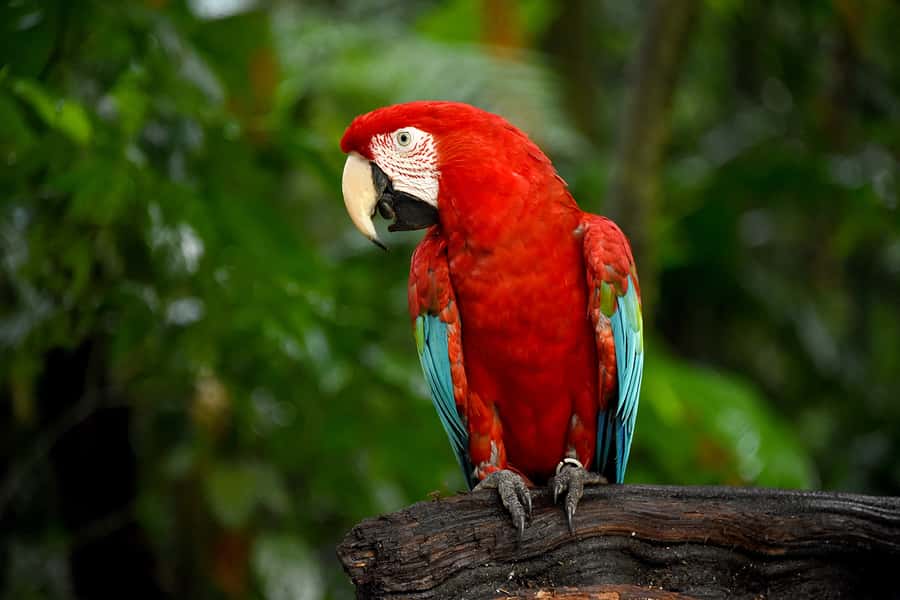 Puerto Iguazu: Iguaza Falls Brazilian Side & Bird Park Tour - The Bird Park, from macaws to butterflies