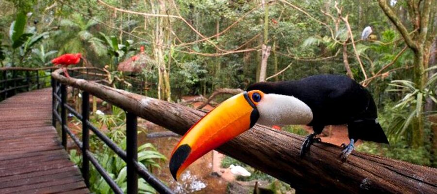 Puerto Iguazu: Iguaza Falls Brazilian Side & Bird Park Tour - Timing problems you should plan for