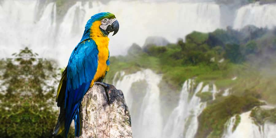 Puerto Iguazu: Iguaza Falls Brazilian Side & Bird Park Tour - What the day looks like from Puerto Iguazu