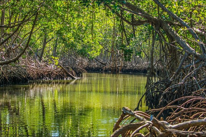 Punta Cana 3in1 Adventure: Los Haitises Park, Waterfall & Montaña - Los Haitises by boat and on foot