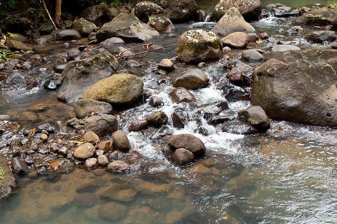 Rainforest Hike and Waterfall Safari - Venus Estate Waterfall and its cold natural pools