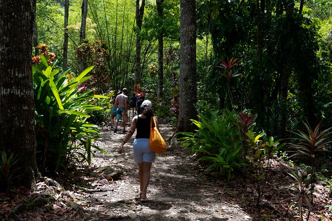 Rainforest Hike and Waterfall Safari - What the guides add to the morning