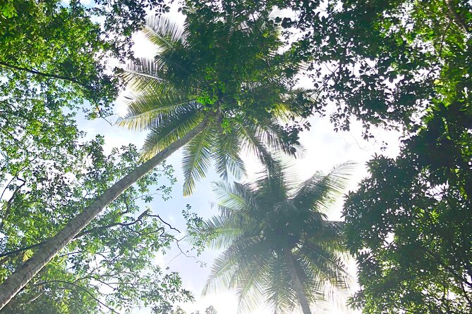 Rainforest Hike and Waterfall Safari - Cost, inclusions, and the real value