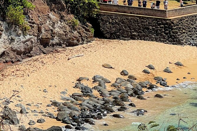 Road To Hana Black Sand Beach Waterfalls & Turtles Tour - Ho’okipa offers a chance to spot sea turtles
