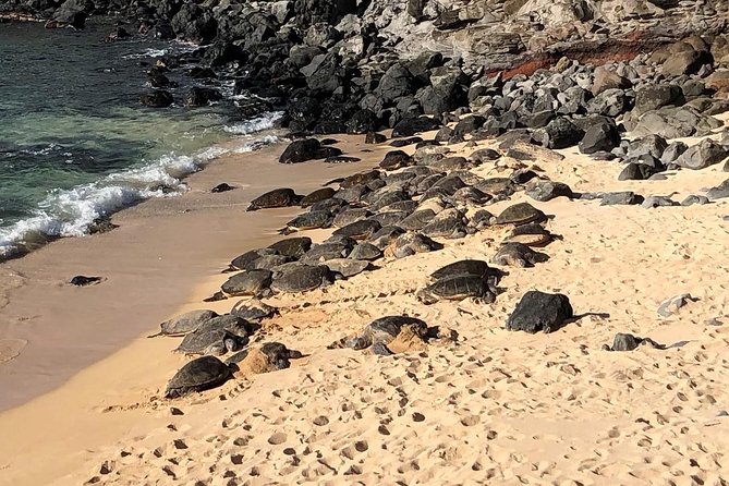 Road to Hana: Full-Day Scenic Drive with Blacksand & Waterfalls - Key points before you book