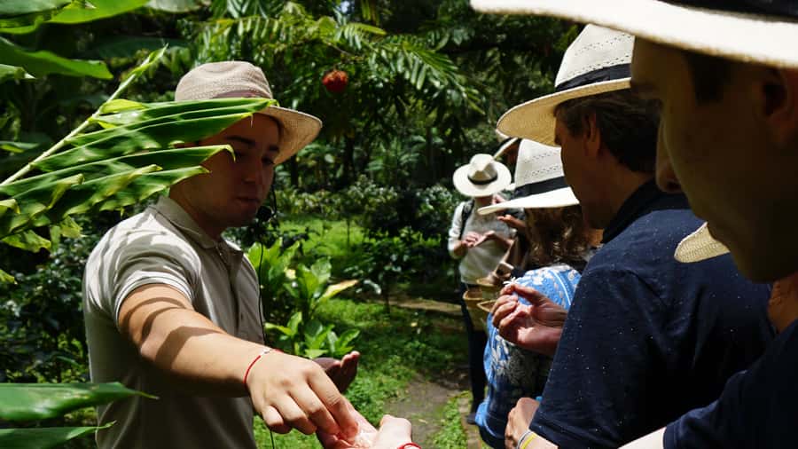 Santa Marta: Minca Coffee, Cocoa, & Waterfall Full-Day Trip - The first jungle walk and the coffee stop