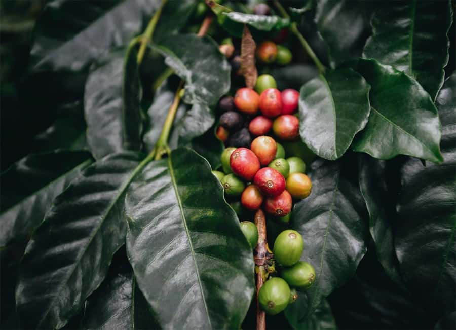 Santa Marta: Minca Coffee, Cocoa, & Waterfall Full-Day Trip - The road from Santa Marta to Minca