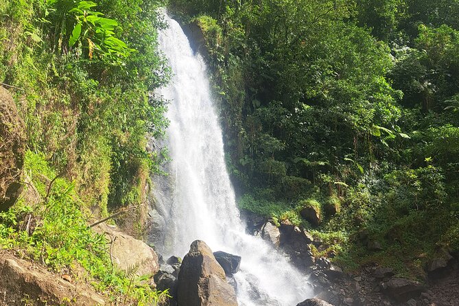 Scenic Tour of City and Rainforest, Waterfall, Sulphur Springs . - The guides are a major part of the value